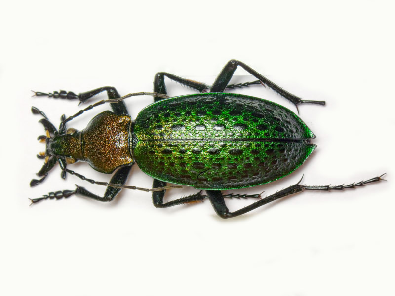 Carabus smaragdinus Fischer, 1823